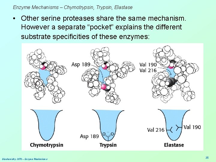 Enzyme Mechanisms – Chymotrypsin, Trypsin, Elastase • Other serine proteases share the same mechanism.