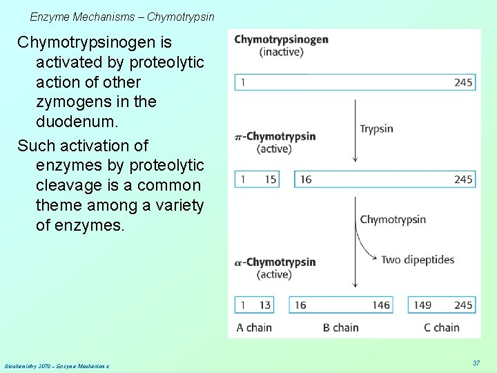 Enzyme Mechanisms – Chymotrypsinogen is activated by proteolytic action of other zymogens in the