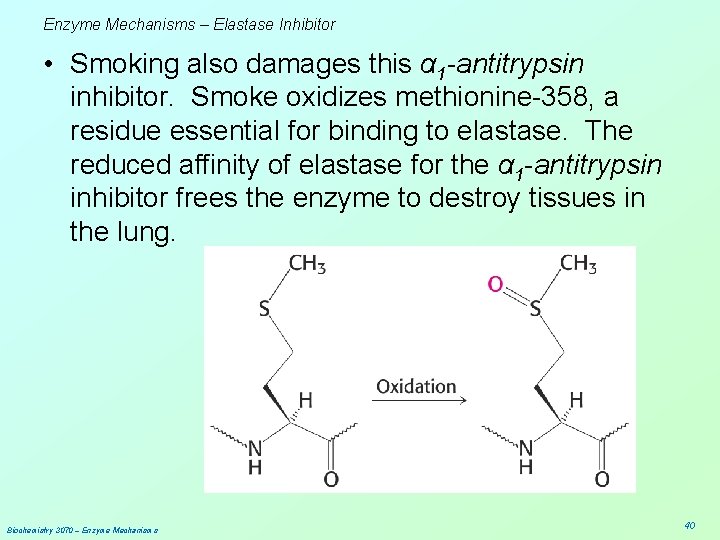 Enzyme Mechanisms – Elastase Inhibitor • Smoking also damages this α 1 -antitrypsin inhibitor.