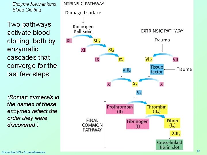 Enzyme Mechanisms Blood Clotting Two pathways activate blood clotting, both by enzymatic cascades that