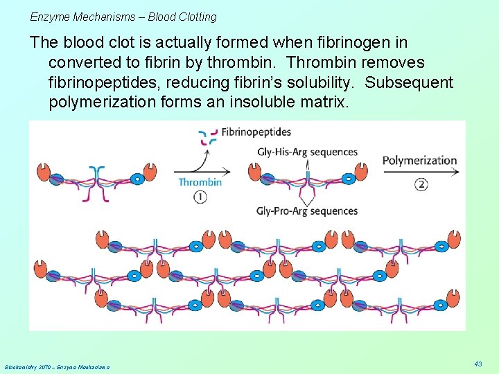 Enzyme Mechanisms – Blood Clotting The blood clot is actually formed when fibrinogen in