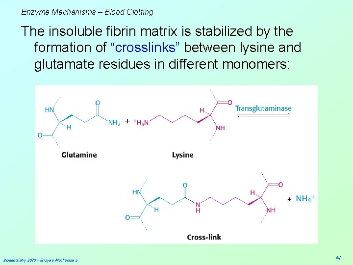 Enzyme Mechanisms – Blood Clotting The insoluble fibrin matrix is stabilized by the formation