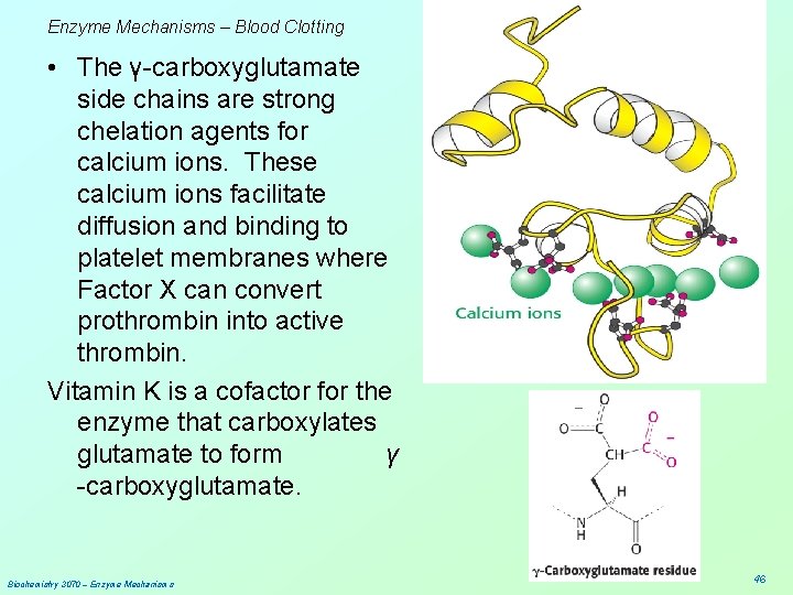 Enzyme Mechanisms – Blood Clotting • The γ-carboxyglutamate side chains are strong chelation agents