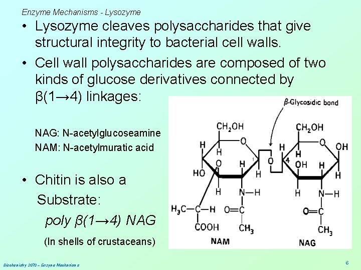 Enzyme Mechanisms - Lysozyme • Lysozyme cleaves polysaccharides that give structural integrity to bacterial
