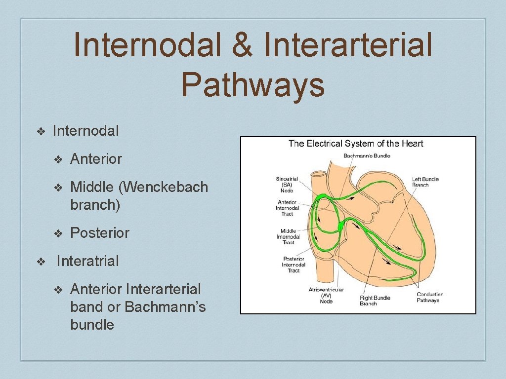Internodal & Interarterial Pathways ❖ ❖ Internodal ❖ Anterior ❖ Middle (Wenckebach branch) ❖