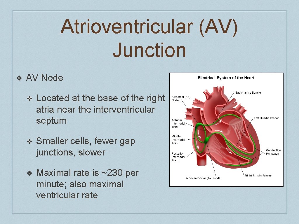 Atrioventricular (AV) Junction ❖ AV Node ❖ Located at the base of the right