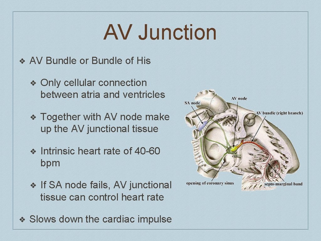 AV Junction ❖ ❖ AV Bundle or Bundle of His ❖ Only cellular connection