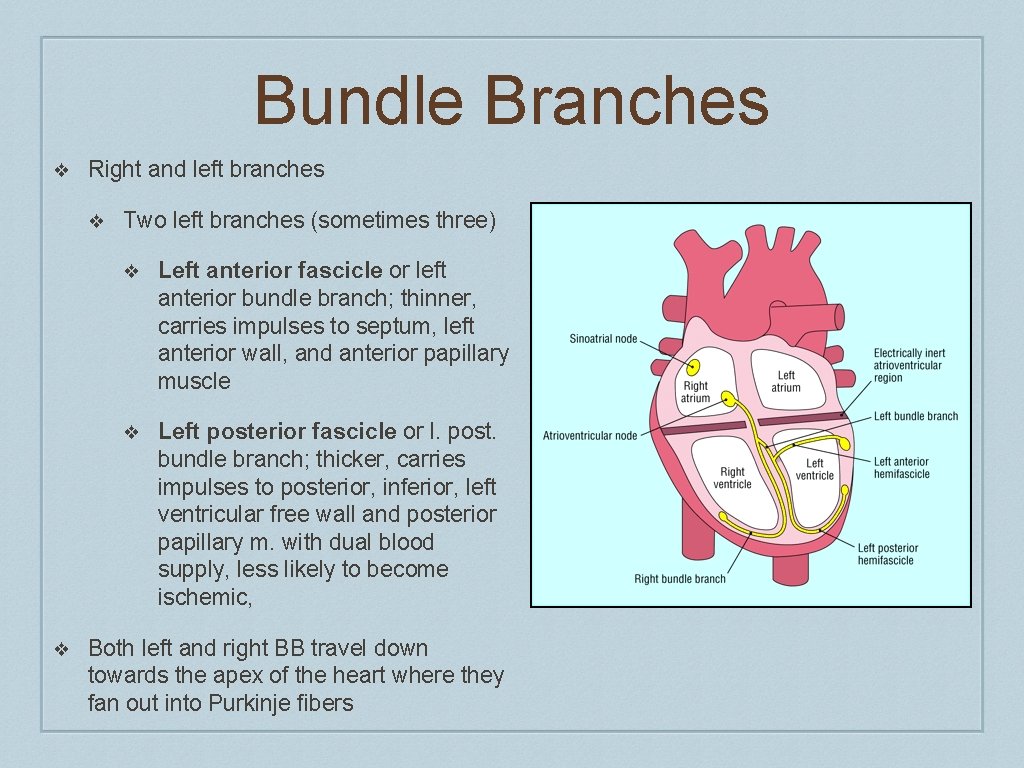 Bundle Branches ❖ Right and left branches ❖ ❖ Two left branches (sometimes three)