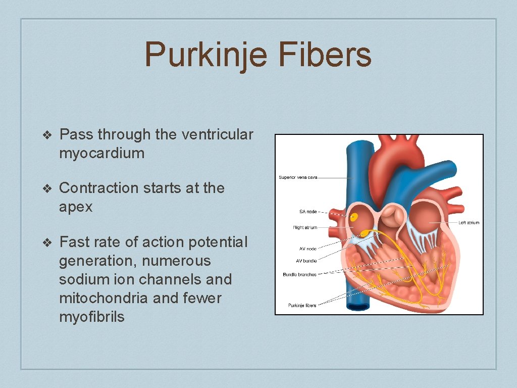 Purkinje Fibers ❖ Pass through the ventricular myocardium ❖ Contraction starts at the apex