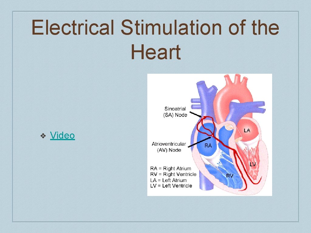 Electrical Stimulation of the Heart ❖ Video 