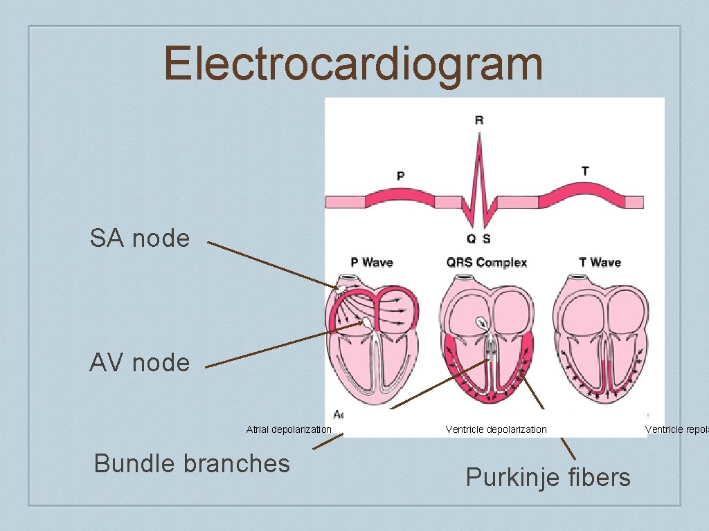 Electrocardiogram SA node AV node Atrial depolarization Bundle branches Ventricle depolarization Purkinje fibers Ventricle