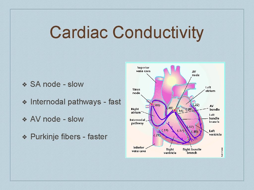 Cardiac Conductivity ❖ SA node - slow ❖ Internodal pathways - fast ❖ AV