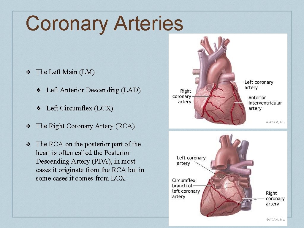Coronary Arteries ❖ The Left Main (LM) ❖ Left Anterior Descending (LAD) ❖ Left
