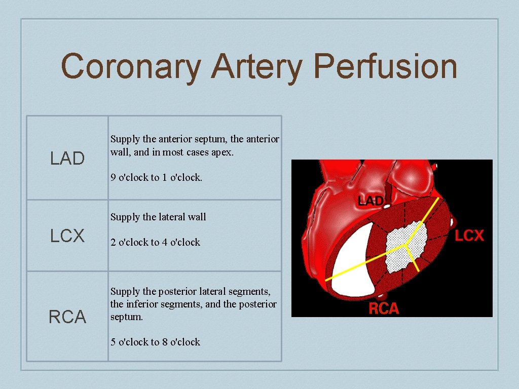 Coronary Artery Perfusion LAD Supply the anterior septum, the anterior wall, and in most