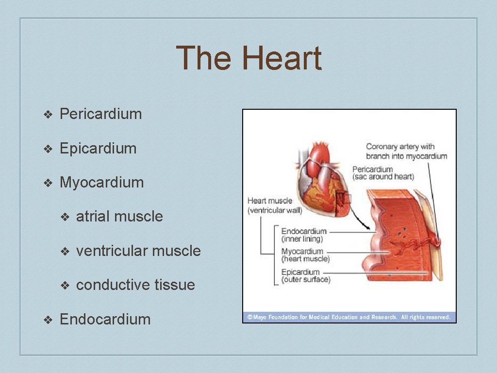 The Heart ❖ Pericardium ❖ Epicardium ❖ Myocardium ❖ ❖ atrial muscle ❖ ventricular