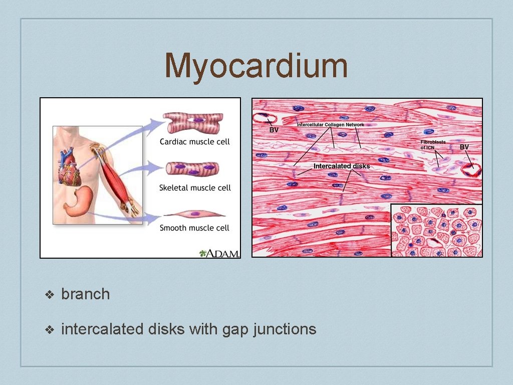 Myocardium ❖ branch ❖ intercalated disks with gap junctions 