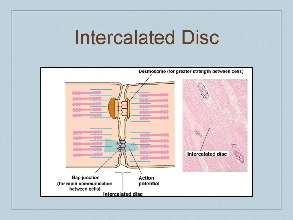 Intercalated Disc 