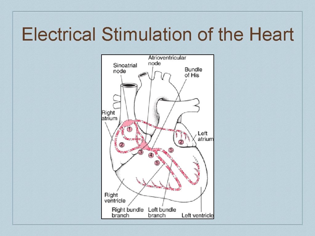 Electrical Stimulation of the Heart 