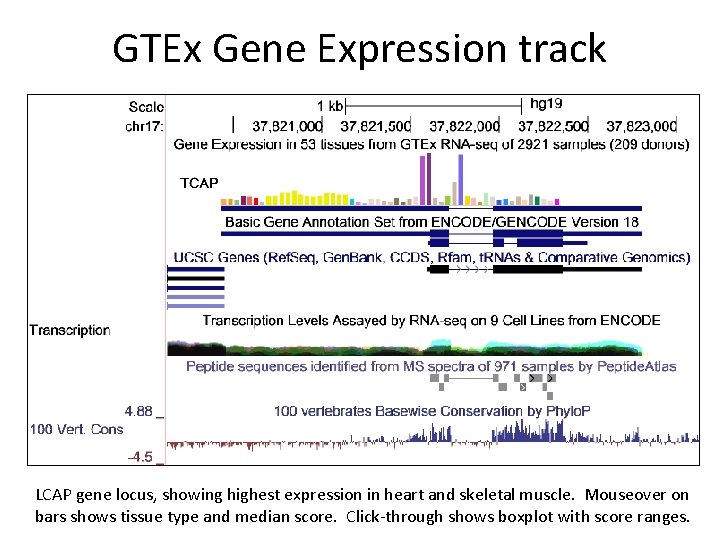 GTEx Gene Expression track LCAP gene locus, showing highest expression in heart and skeletal