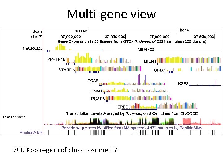 Multi-gene view 200 Kbp region of chromosome 17 