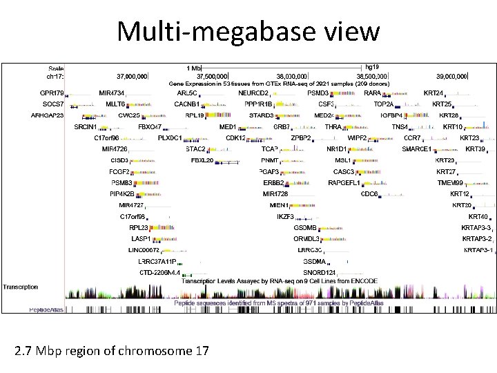 Multi-megabase view 2. 7 Mbp region of chromosome 17 