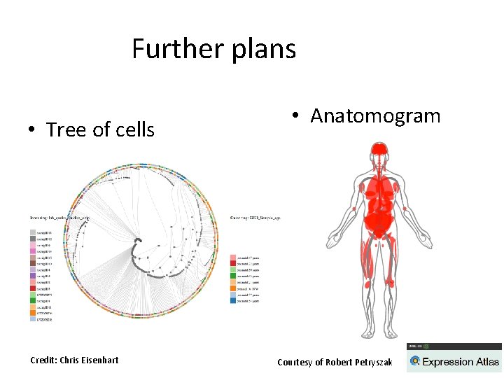 Further plans • Tree of cells Credit: Chris Eisenhart • Anatomogram Courtesy of Robert