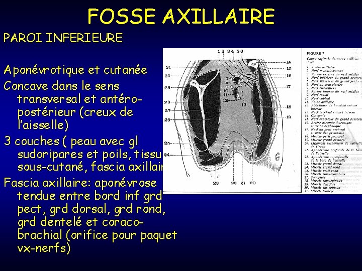 FOSSE AXILLAIRE PAROI INFERIEURE Aponévrotique et cutanée Concave dans le sens transversal et antéropostérieur