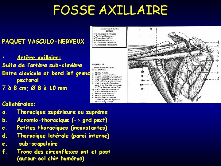 FOSSE AXILLAIRE PAQUET VASCULO-NERVEUX • Artère axillaire: Suite de l’artère sub-clavière Entre clavicule et