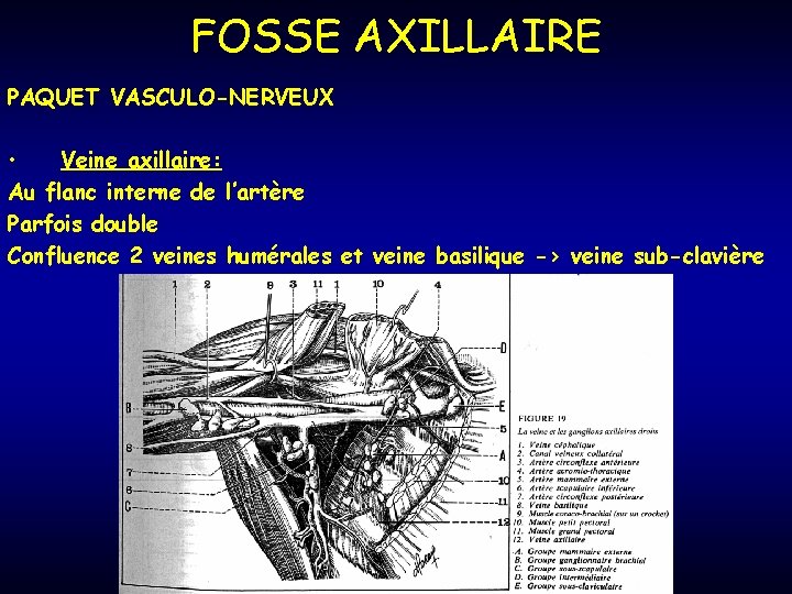 FOSSE AXILLAIRE PAQUET VASCULO-NERVEUX • Veine axillaire: Au flanc interne de l’artère Parfois double