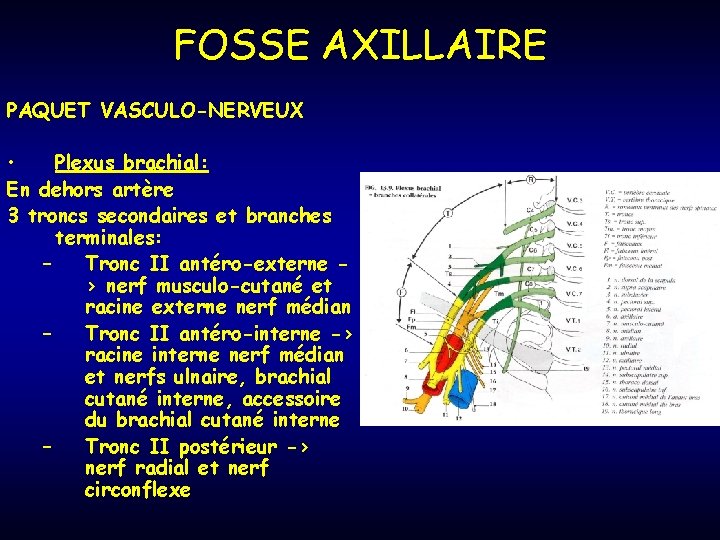FOSSE AXILLAIRE PAQUET VASCULO-NERVEUX • Plexus brachial: En dehors artère 3 troncs secondaires et
