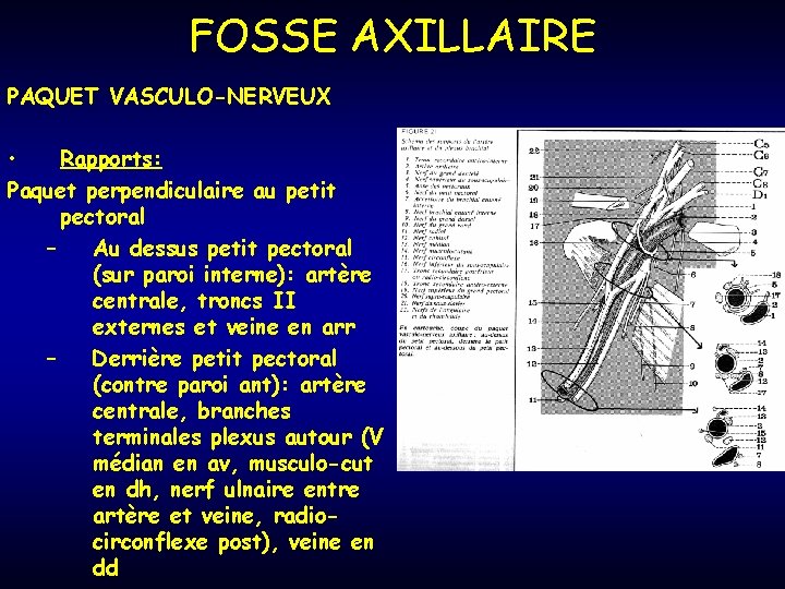FOSSE AXILLAIRE PAQUET VASCULO-NERVEUX • Rapports: Paquet perpendiculaire au petit pectoral – Au dessus