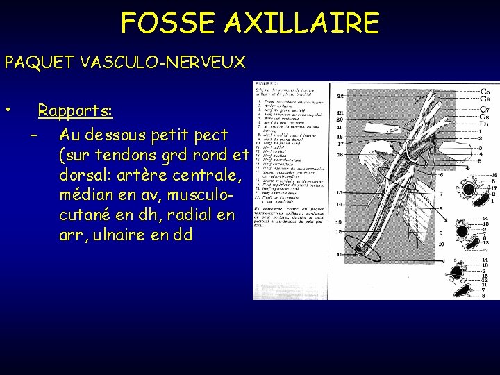 FOSSE AXILLAIRE PAQUET VASCULO-NERVEUX • Rapports: – Au dessous petit pect (sur tendons grd