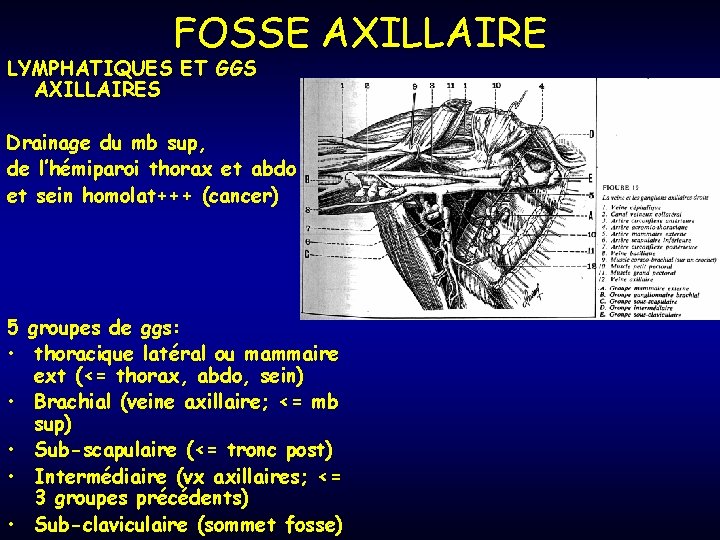 FOSSE AXILLAIRE LYMPHATIQUES ET GGS AXILLAIRES Drainage du mb sup, de l’hémiparoi thorax et