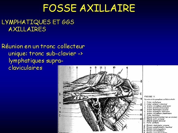 FOSSE AXILLAIRE LYMPHATIQUES ET GGS AXILLAIRES Réunion en un tronc collecteur unique: tronc sub-clavier