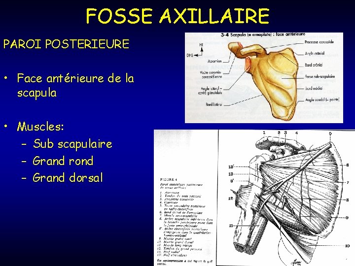 FOSSE AXILLAIRE PAROI POSTERIEURE • Face antérieure de la scapula • Muscles: – Sub