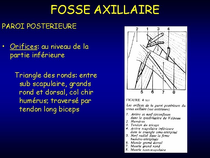 FOSSE AXILLAIRE PAROI POSTERIEURE • Orifices: au niveau de la partie inférieure Triangle des