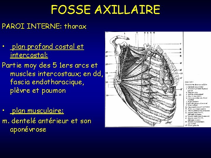 FOSSE AXILLAIRE PAROI INTERNE: thorax • plan profond costal et intercostal: Partie moy des