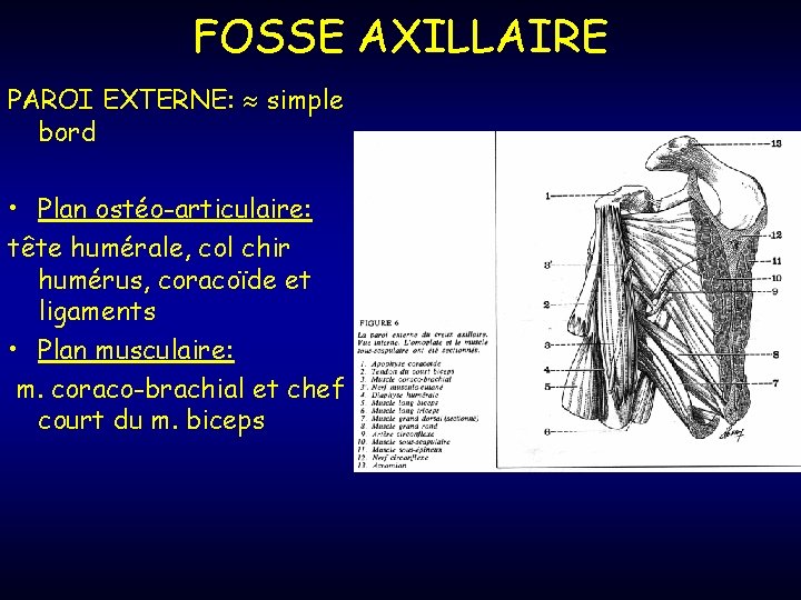 FOSSE AXILLAIRE PAROI EXTERNE: simple bord • Plan ostéo-articulaire: tête humérale, col chir humérus,