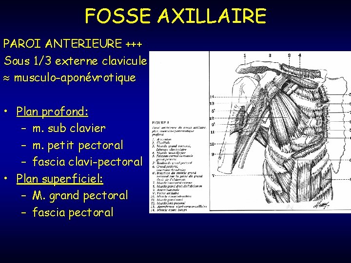 FOSSE AXILLAIRE PAROI ANTERIEURE +++ Sous 1/3 externe clavicule musculo-aponévrotique • Plan profond: –