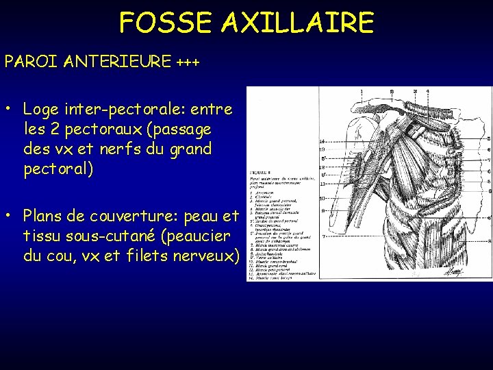 FOSSE AXILLAIRE PAROI ANTERIEURE +++ • Loge inter-pectorale: entre les 2 pectoraux (passage des