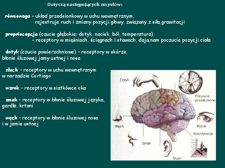 Dotyczą następujących zmysłów: • równowaga – układ przedsionkowy w uchu wewnętrznym, rejestruje ruch i