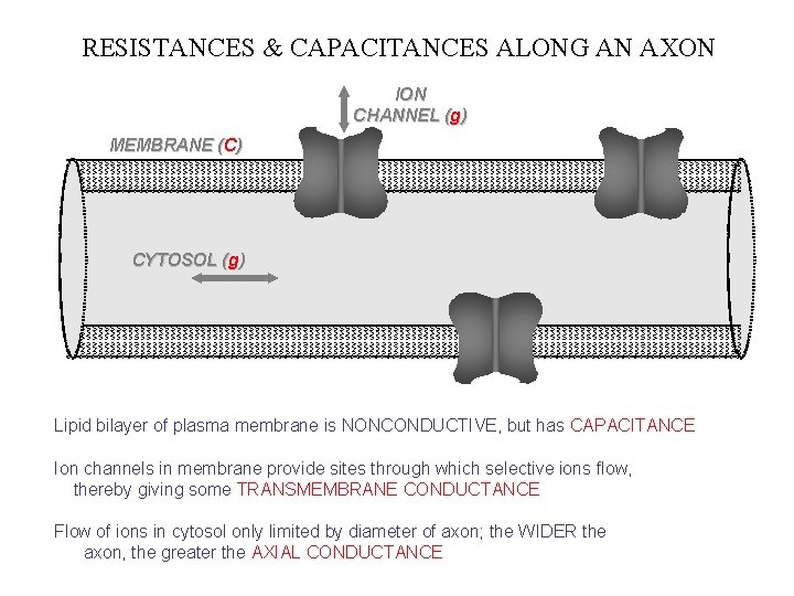 RESISTANCES & CAPACITANCES ALONG AN AXON ION CHANNEL (g) MEMBRANE (C) CYTOSOL (g) Lipid