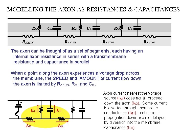 MODELLING THE AXON AS RESISTANCES & CAPACITANCES RM CM RM RAXON CM RM CM