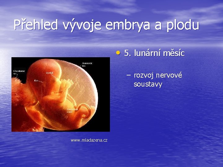 Přehled vývoje embrya a plodu • 5. lunární měsíc – rozvoj nervové soustavy www.