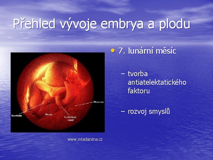 Přehled vývoje embrya a plodu • 7. lunární měsíc – tvorba antiatelektatického faktoru –
