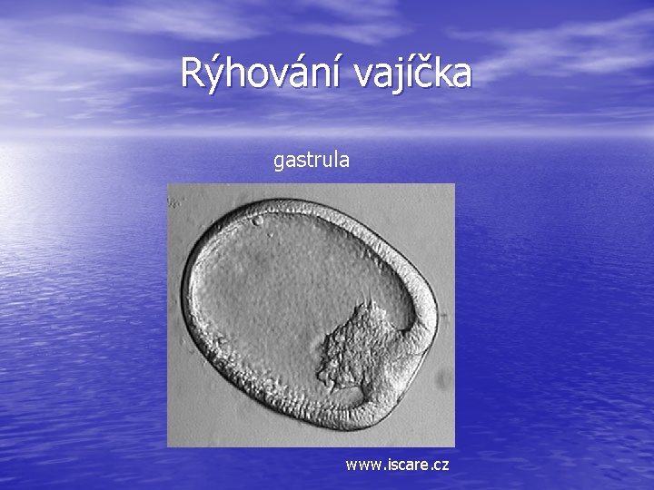 Rýhování vajíčka gastrula www. iscare. cz 