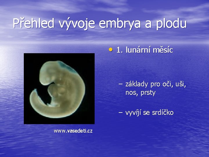 Přehled vývoje embrya a plodu • 1. lunární měsíc – základy pro oči, uši,