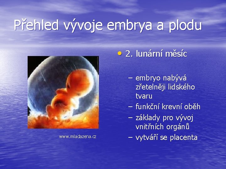 Přehled vývoje embrya a plodu • 2. lunární měsíc www. mladazena. cz – embryo