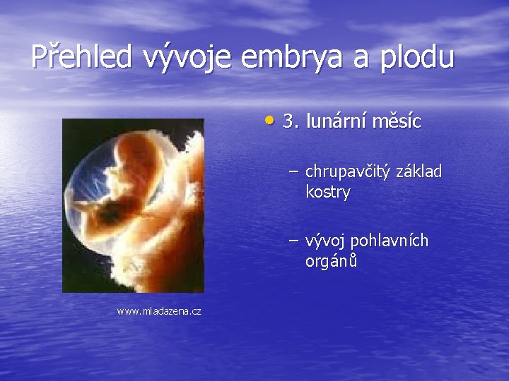 Přehled vývoje embrya a plodu • 3. lunární měsíc – chrupavčitý základ kostry –