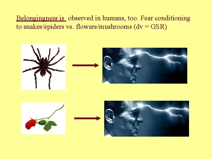 Belongingness is observed in humans, too. Fear conditioning to snakes/spiders vs. flowers/mushrooms (dv =